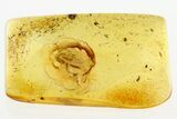 Fossil True Bug (Heteroptera) In Baltic Amber #272160-1